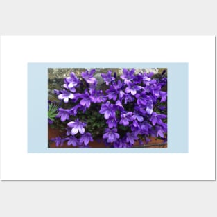 Siberian Bellflower on Garden Wall Posters and Art